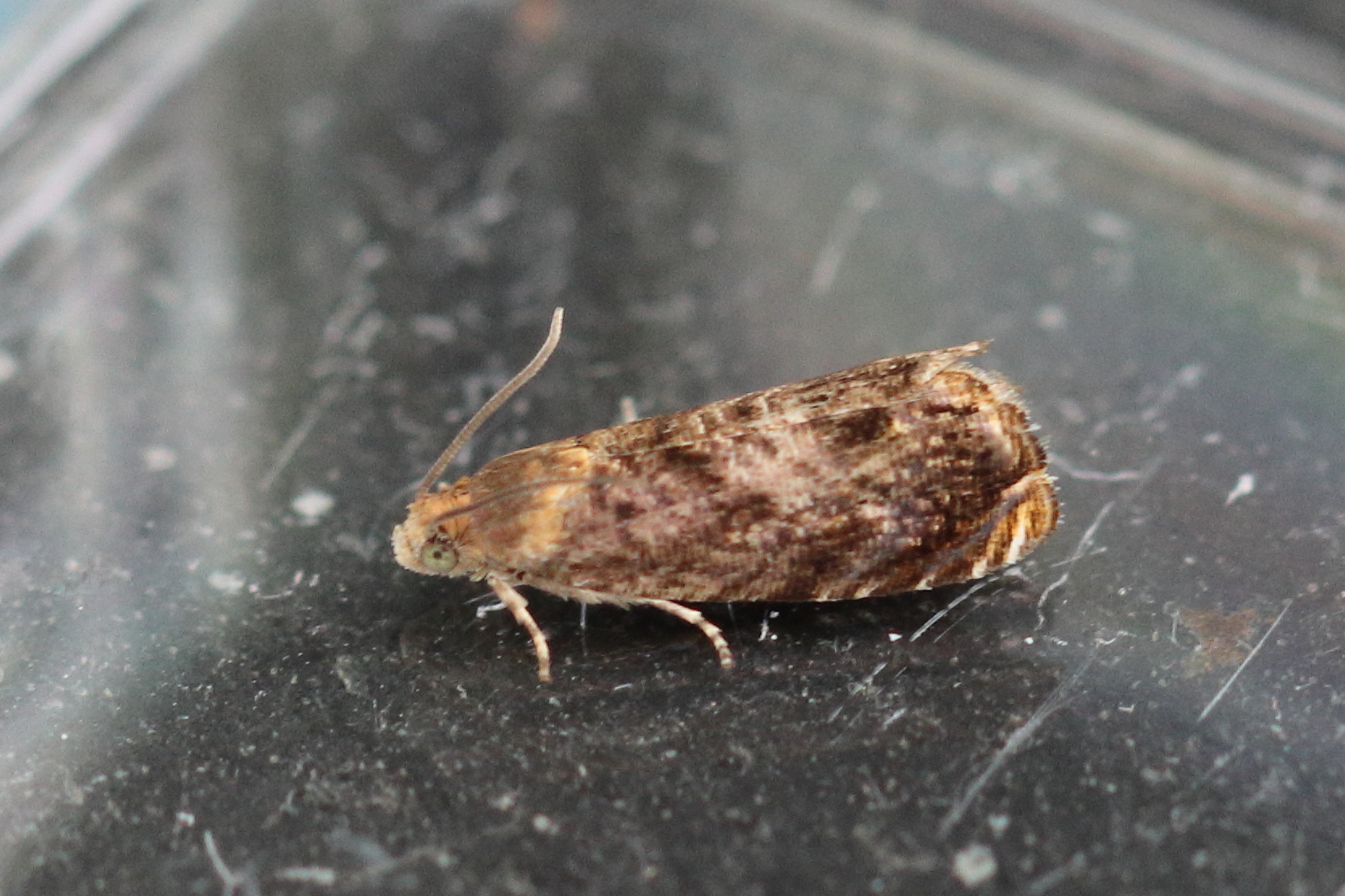 Photo of Pale-bordered Piercer (Grapholita janthinana)